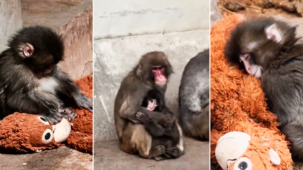 Zoológico japonés niega que Punch esté siendo acosado