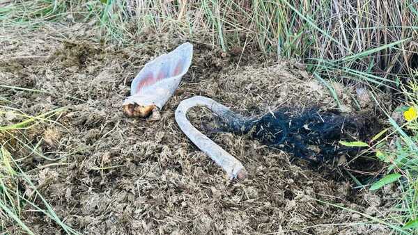 Denuncian nuevo caso de abigeato en ex Puentesiño, Concepción