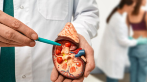 Funciones y cuidados que debe tener el Riñón