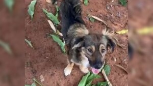 Fue con su perro a una plaza de Ñemby y no le dejaron entrar