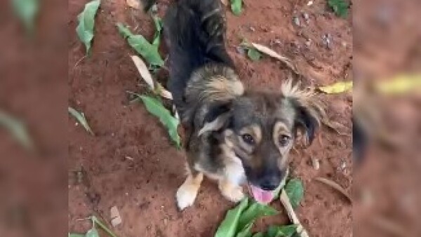 Fue con su perro a una plaza de Ñemby y no le dejaron entrar