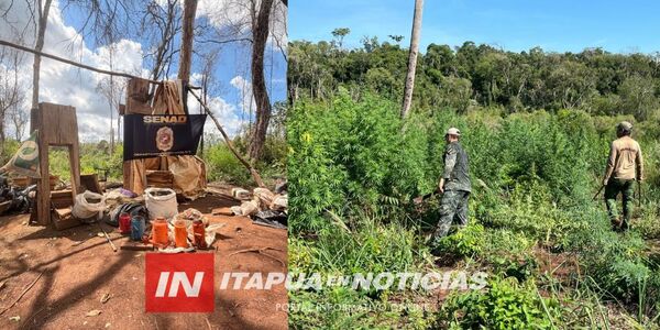DESTRUYEN NUEVE HECTÁREAS DE SUPUESTA MARIHUANA EN ALTO VERÁ