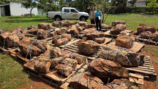 Brasil devolvió troncos paraguayos de más de 250 millones de años de antigüedad
