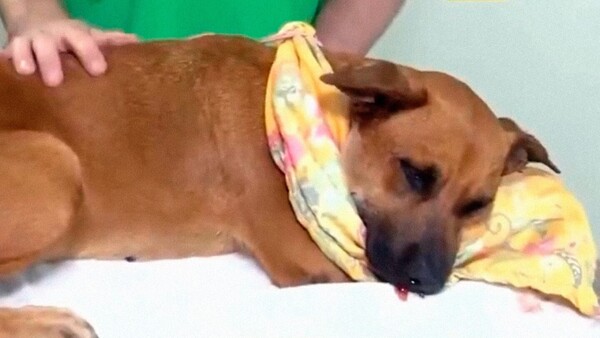 La perrita Canela será sometida a una cirugía de mandíbula y piden oraciones