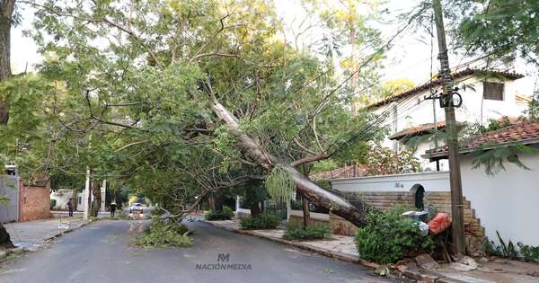 Diario HOY | ¿Qué se hace con los árboles caídos en Asunción?