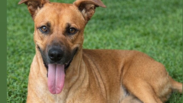 La perrita Canela se operará mañana y piden rezar por ella