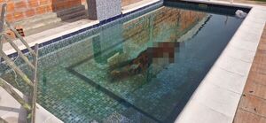 Popular / Albañil falleció tras caer de forma accidental a una piscina