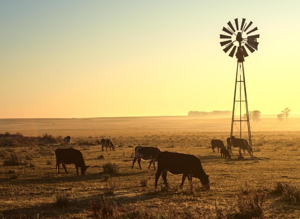 Encuestarán 1.500 establecimientos agropecuarios en el Chaco, para medir producción y gestión ganadera