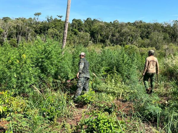 Golpe al narcotráfico en Itapúa: SENAD destruye 9 hectáreas de marihuana