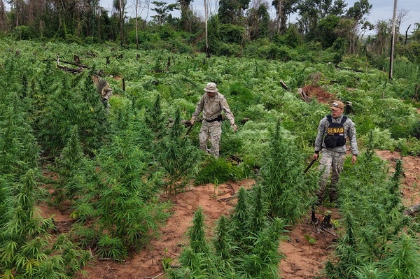 SENAD se interna en bosques de Canindeyú y elimina 12 toneladas de droga