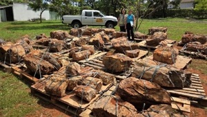 Brasil devuelve a Paraguay troncos fósiles de 250 millones de años