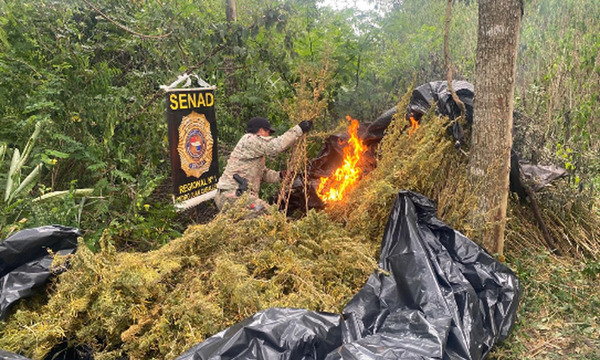 SENAD elimina cultivos y saca de circulación casi cinco toneladas de marihuana en Amambay - OviedoPress