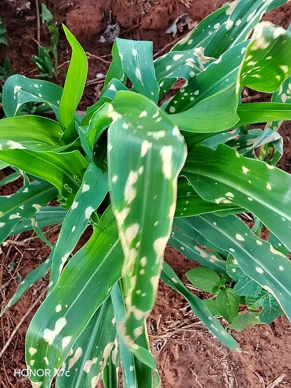 Vecinos denuncian fumigación de sojal y exigen intervención de la Fiscalía del Ambiente - Concepción al Día