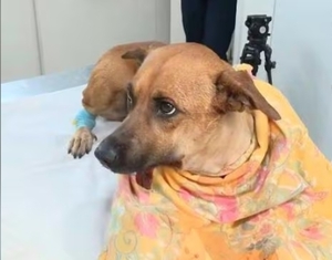 Popular / ¡Piden oraciones para la operación de la perrita "Canela"!