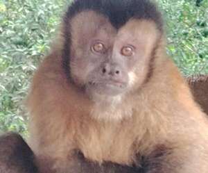 Altos: Defensa Animal decomisa un mono que estaba en cautiverio - Policiales - ABC Color