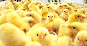 La Nación / Avicultura: un laboratorio en Paraguarí podría producir 18.000 pollitos por día