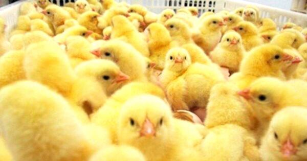 La Nación / Avicultura: un laboratorio en Paraguarí podría producir 18.000 pollitos por día