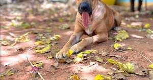 Diario HOY | ¡Habemus fecha! Este viernes colocarán la prótesis de mandíbula a la perrita Canela