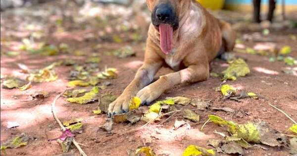Diario HOY | ¡Habemus fecha! Este viernes colocarán la prótesis de mandíbula a la perrita Canela