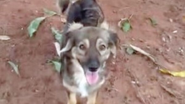 No dejaron que su perro esté con ella en la plaza y hubo lío