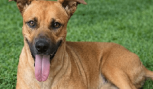 Canela será operada mañana y piden oraciones por su recuperación - Noticiero Paraguay