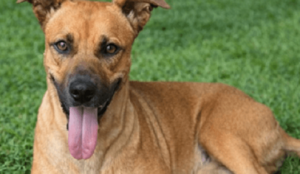 Canela será operada mañana y piden oraciones por su recuperación - Noticiero Paraguay