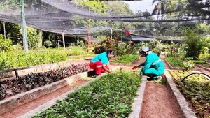 Comuna reutiliza madera de árboles caídos en Asunción