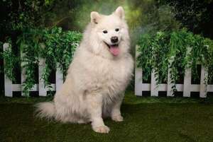 Conocé al perro Samoyedo: bello, inteligente y leal - Mascotas - ABC Color
