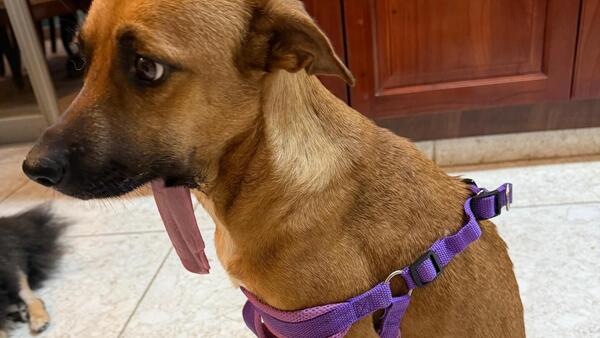 Canela se opera este mediodía y le colocarán una mandíbula hecha en 3D