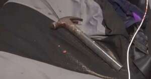 La Nación / Asalto con martillo en Ñemby: delincuente engañó a vecinos tras herir a un conductor de plataformas