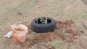 ¡Robaron el tajy amarillo que vecinos habían plantado!