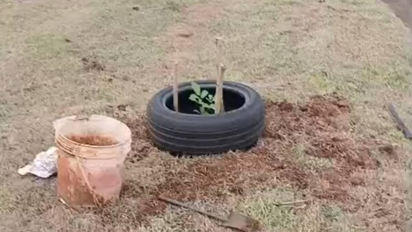 ¡Robaron el tajy amarillo que vecinos habían plantado!