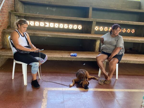 Exitosa jornada gratuita de esterilización animal en barrio San Pedro de Encarnación