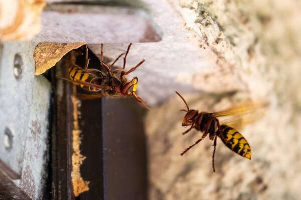 Itauguá: enjambre de avispas ataca a estudiantes y obliga a suspender clases en dos instituciones - Nacionales - ABC Color
