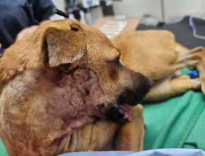 Canela fue sometida a cirugía y recupera su mandíbula con una prótesis  - Nacionales - ABC Color