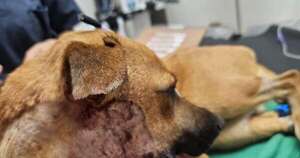 La Nación / Cirugía exitosa: Canela es la primera can en recibir trasplante de mandíbula en Paraguay