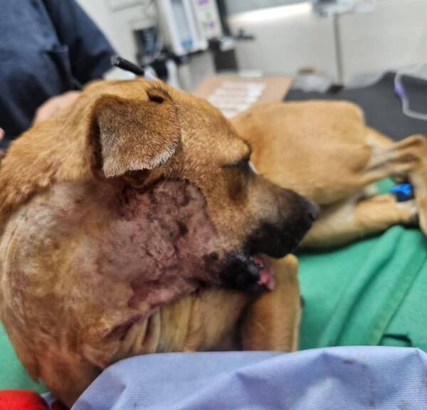Canela ya tiene mandíbula nueva: La cirugía fue un éxito