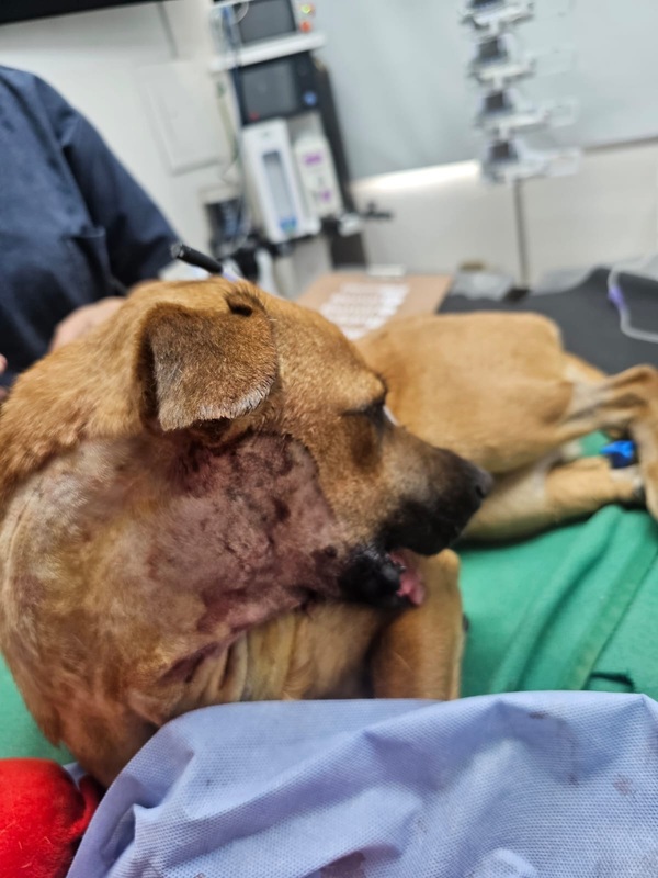 Marcando un precedente, Canela recibió su prótesis mandibular