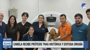 Canela: Primera perra con prótesis mandibular en Paraguay