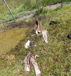 Denuncian abigeato tras faenamiento clandestino de una vaquilla en Arroyito - Concepción al Día