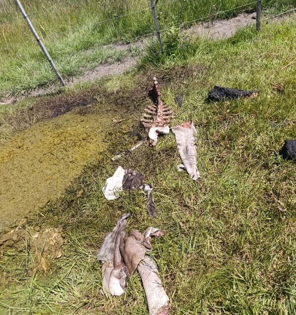 Denuncian abigeato tras faenamiento clandestino de una vaquilla en Arroyito - Concepción al Día