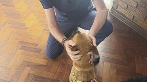 Operación exitosa de Canela: le reconstruyen su mandíbula