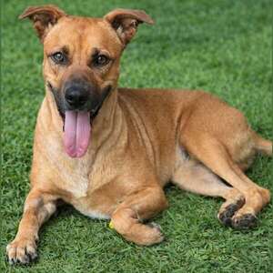 Caso Canela: “un día histórico para la medicina veterinaria”, celebra rescatista  - Nacionales - ABC Color