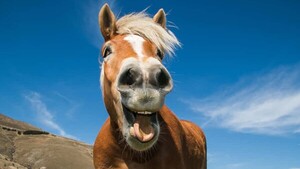 Un caballo de carrera terminó como guiso y se armó un escándalo