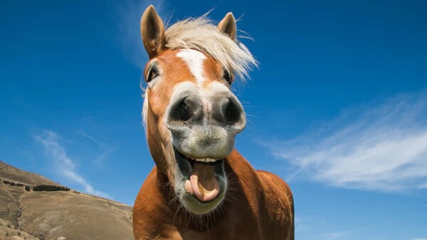 Un caballo de carrera terminó como guiso y se armó un escándalo