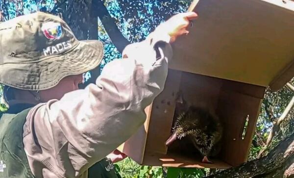 Rescataron y liberaron a un puercoespín arborícola en Cordillera