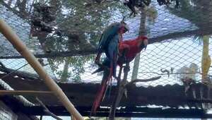 Video: así fue el emotivo reencuentro de Romeo y Julieta, los guacamayos más famosos de Encarnación - Nacionales - ABC Color