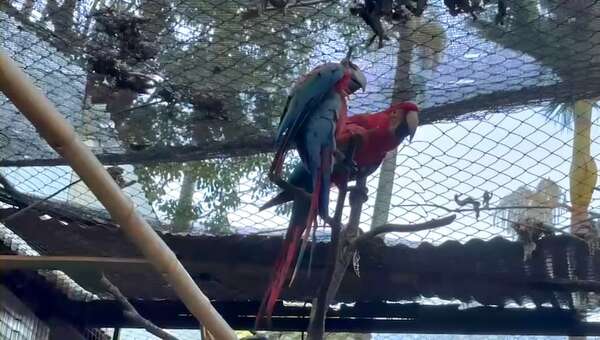 Video: así fue el emotivo reencuentro de Romeo y Julieta, los guacamayos más famosos de Encarnación - Nacionales - ABC Color