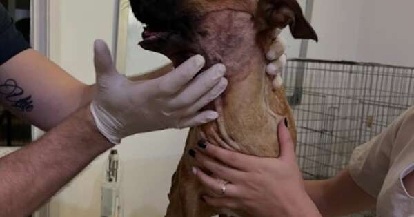 Diario HOY | Canela ya lleva puesta su prótesis mandibular veterinaria, la primera en Paraguay