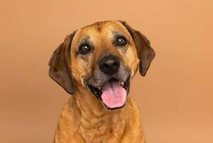 ¿Por qué son tan leales? El vínculo entre un perro rescatado y su nuevo dueño - Mascotas - ABC Color